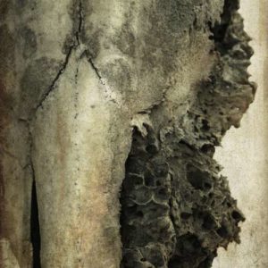 [LES OS DE LA TERRE]